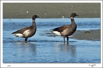 Black Brant Geese