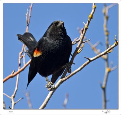 Redwing Blackbird