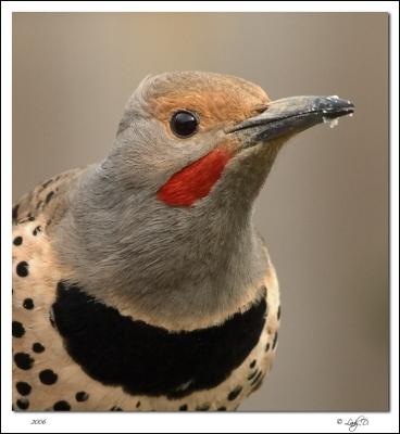 Northern Flicker Red-Shafted male.