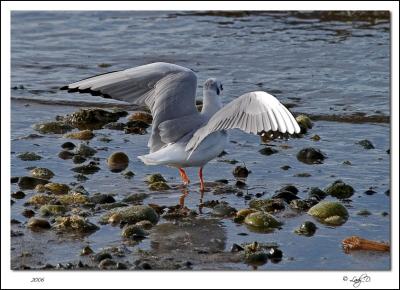 Bonaparte's Gull