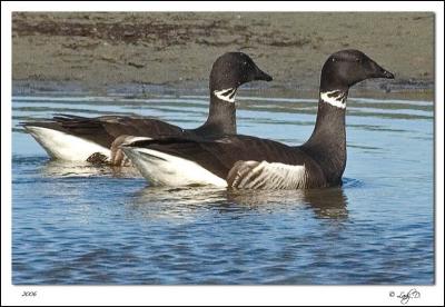 Black Brant Sea Geese