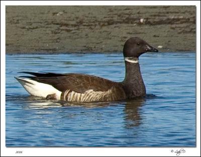 Black Brant Sea Goose