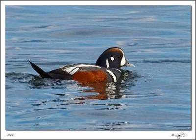 Harlequin Duck