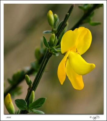 Scotch Broom