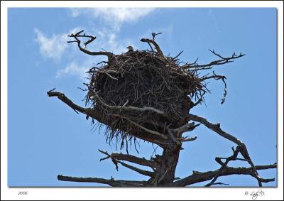 Large Eagle Nest