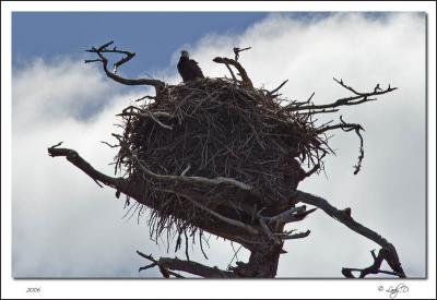 Large Eagle Nest