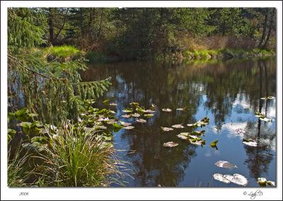 Seal Bay Pond