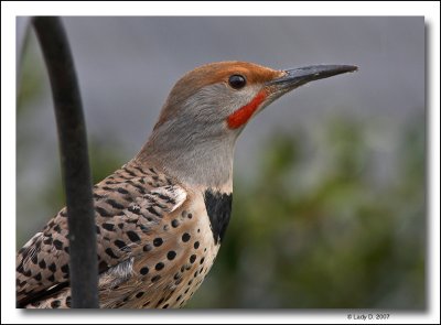 Northern Flicker Red-Shafted male.