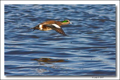 American Widgeon in flight.