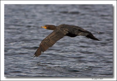 Double-Crested Cormorant in flight.