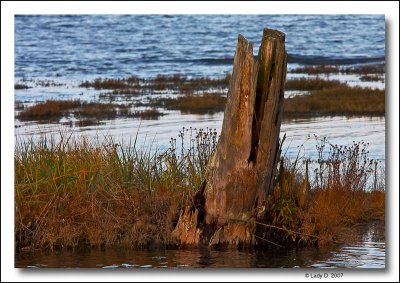 Englishman River Estuary.