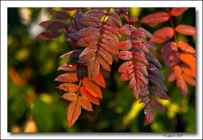 Autumn Colour Vancouver Island