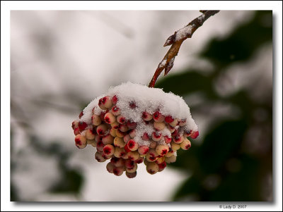Ash Berries in Snow.