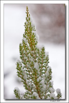 Snow covered Heather