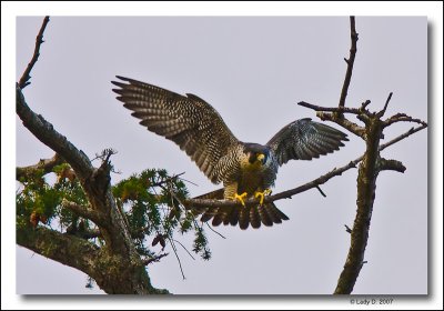 Peregrine Falcon 02.