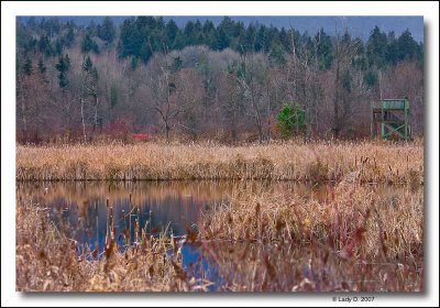 Winter in the Marsh.