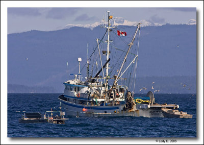 Herring Boat