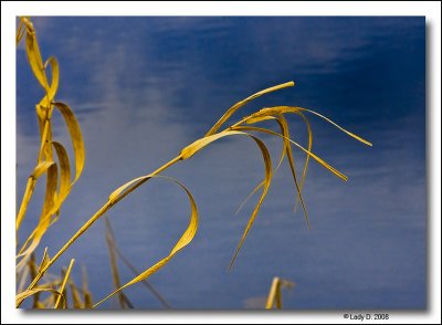 Last Years Marsh Grass