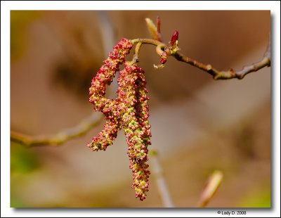 This Years Catkins