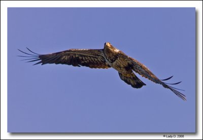 Immature Eagle in flight.