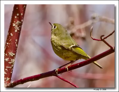 Ruby-crowned Kinglet