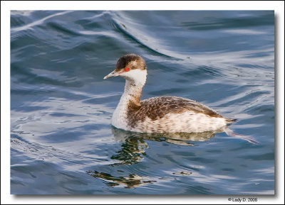 Horned Grebe in Winter Plumage.