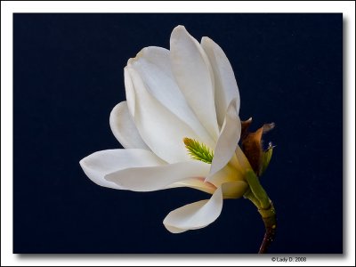 Magnolia Cylindrica