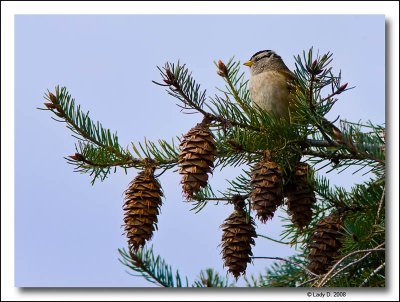 White-crowned Sparrow