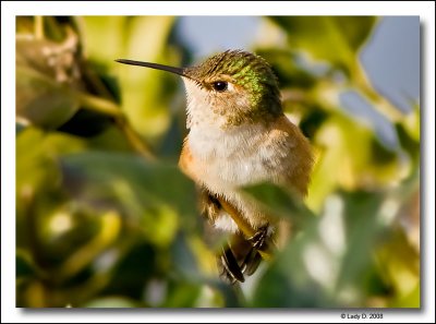 Hummingbird Peek-a - Boo