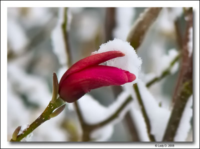 Magnolia in Snow
