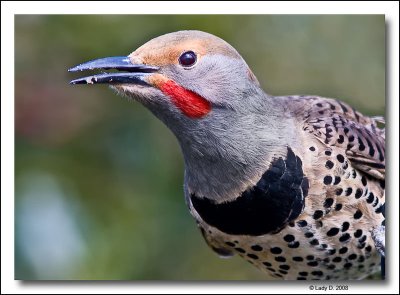 Northern Flicker Red-shafted Male