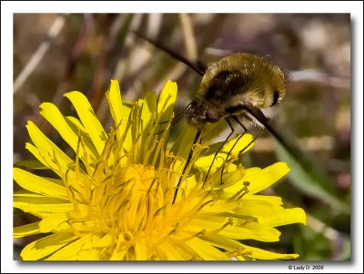 Bee Fly on Dandelion