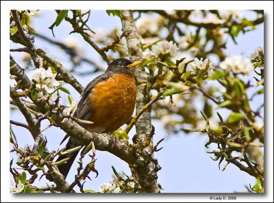 Springtime Robin