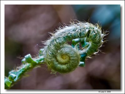 Emerging Sword Fern