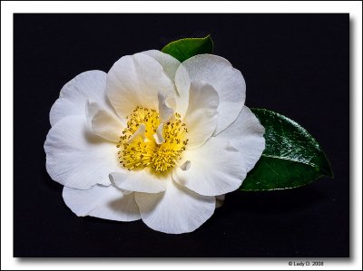 Mothers Day Camellia