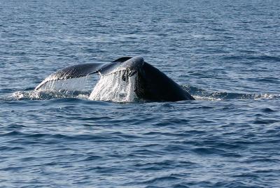 Humpback Whale