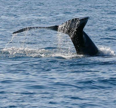 Humpback Whale