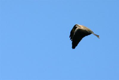 Square tailed Kite