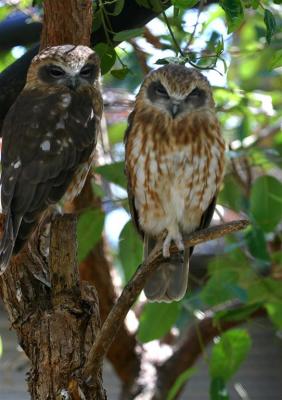 Tawny Frogmouth Owl