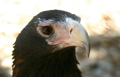Wedge tail eagle