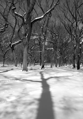 ShadowTreeInSnow2.JPG