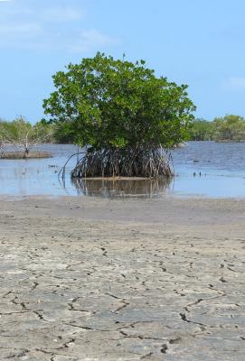MangroveIsland.jpg