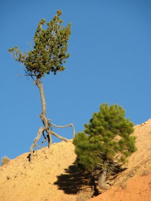 Bryce - Bristlecone Pines.JPG