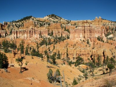 Bryce - Emerging Hoodoos.JPG