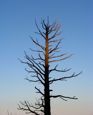 Bryce - Spotlit Tree.JPG