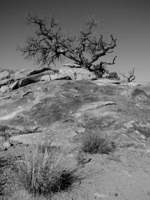 Canyonlands Needles - Slickrock Dead Tree.JPG