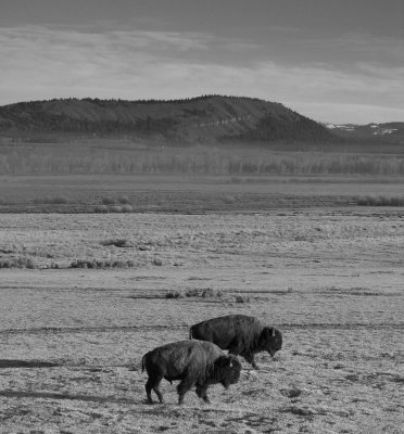 Grand Teton - Strolling Buffaloes.JPG