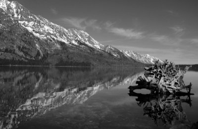 Grand Teton - Stump In The Lake.JPG