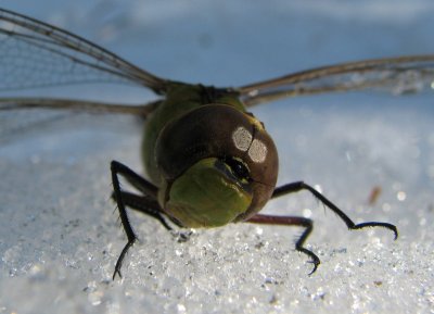 Grand Teton - You Will Not Win In A Dragonfly Staring Contest.JPG