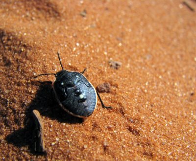Monument Valley - Desert Beetle.JPG